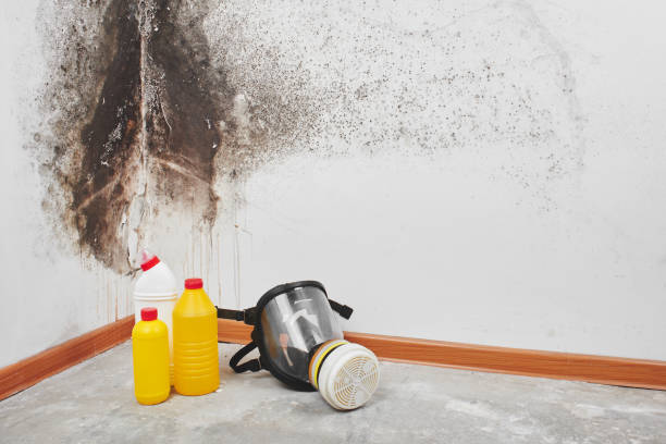 Best Post-Flood Mold Remediation in Mullins, SC