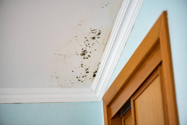 Best Mold Testing and Inspection Services in Mullins, SC