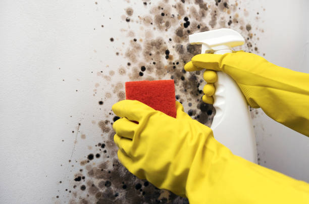 Best White Mold Remediation in Mullins, SC